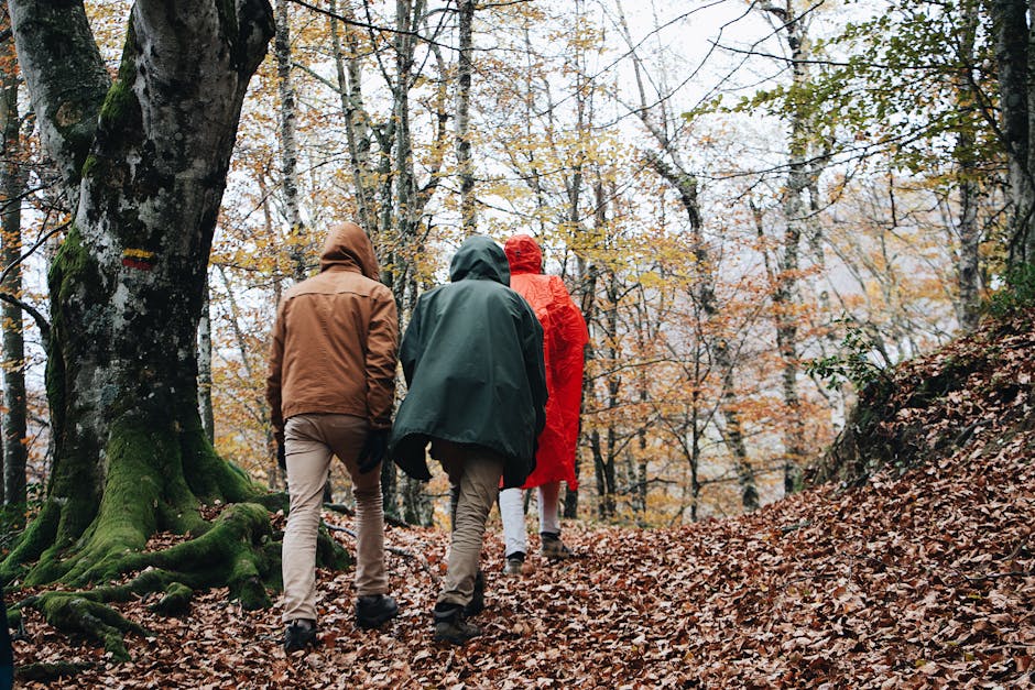 Three people hiking through a serene autumn forest in raincoats.